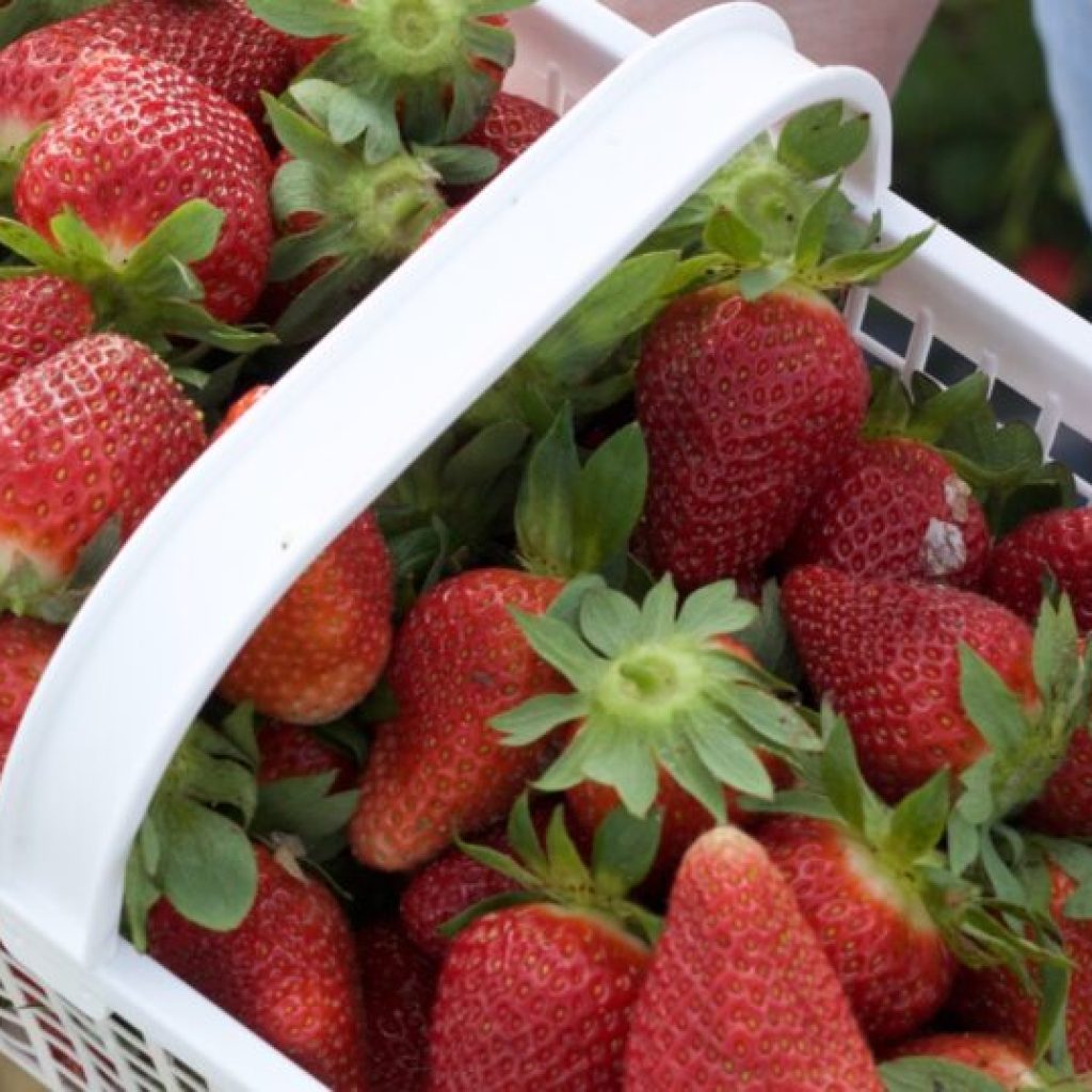 11 u-pick strawberry farms in Alabama you won’t want to miss this summer 11 u-pick strawberry farms in Alabama you won’t want to miss this summer