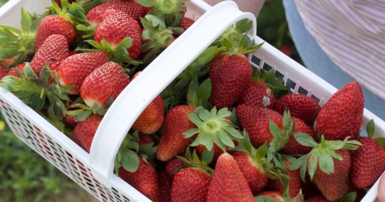 11 u-pick strawberry farms in Alabama you won’t want to miss this summer 11 u-pick strawberry farms in Alabama you won’t want to miss this summer