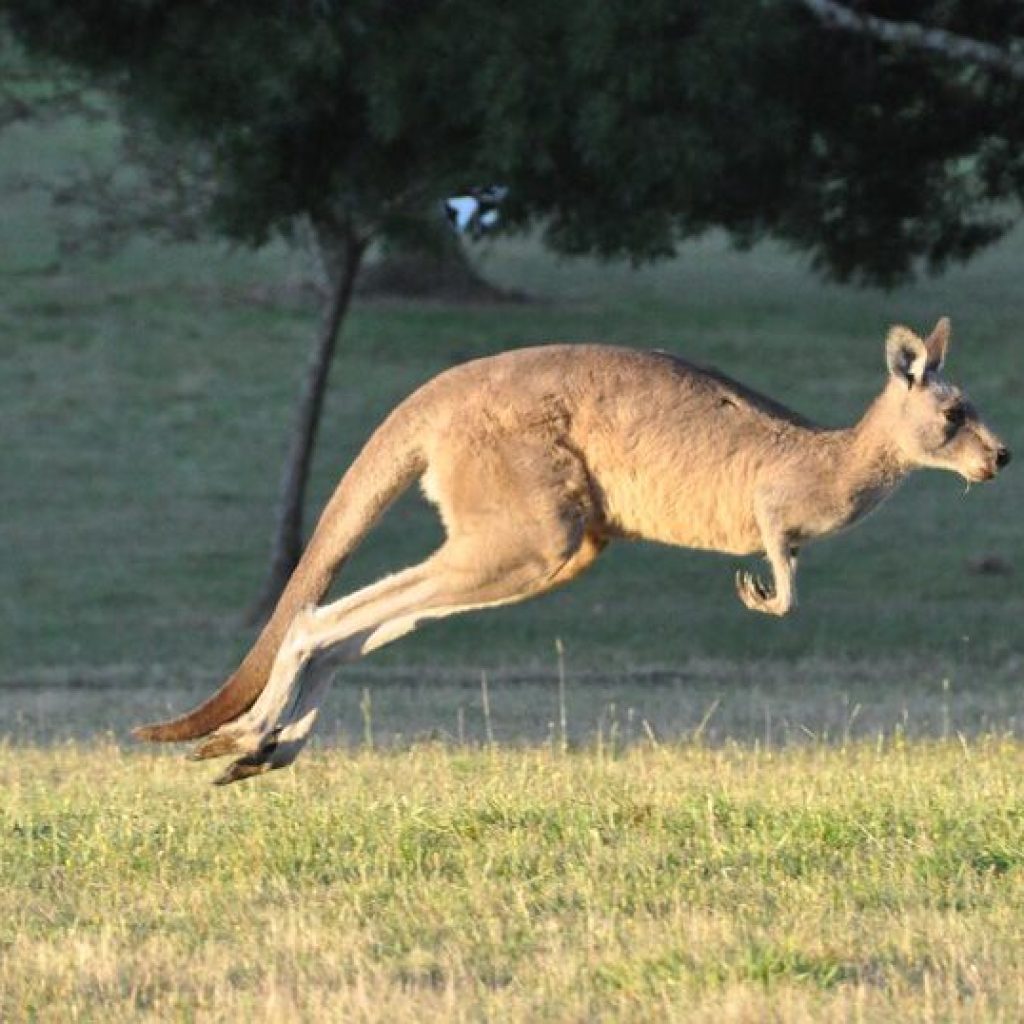 WATCH: Kangaroo recaptured after causing chaos along Alabama interstate WATCH: Kangaroo recaptured after causing chaos along Alabama interstate