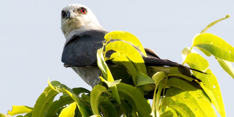 See beautiful birds + historic sites at the Black Belt Birding Festival, August 1-3 See beautiful birds + historic sites at the Black Belt Birding Festival, August 1-3