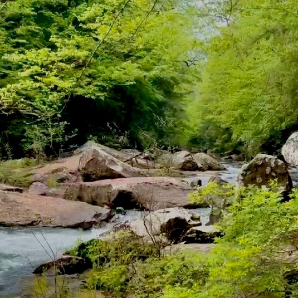Sipsey Wilderness completes 50-year journey with new 40-acre addition Sipsey Wilderness completes 50-year journey with new 40-acre addition