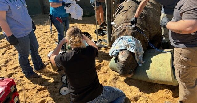 Fitz the Rhino: How the Montgomery Zoo used maggot therapy in a road to recovery Fitz the Rhino: How the Montgomery Zoo used maggot therapy in a road to recovery