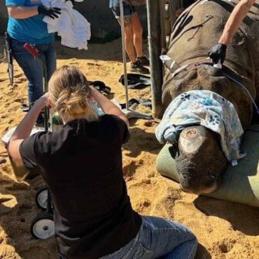 Fitz the Rhino: How the Montgomery Zoo used maggot therapy in a road to recovery Fitz the Rhino: How the Montgomery Zoo used maggot therapy in a road to recovery