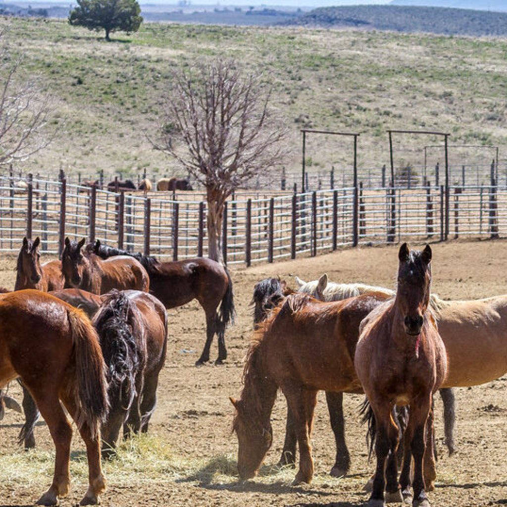 How you could adopt a wild horse or burro through federal auction How you could adopt a wild horse or burro through federal auction
