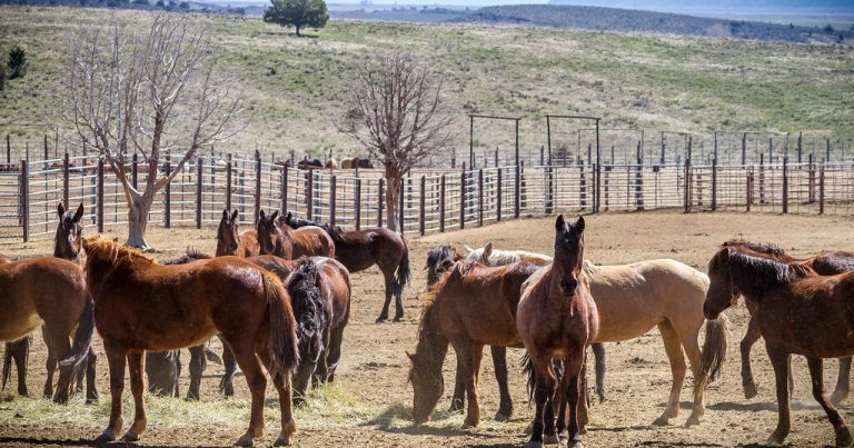 How you could adopt a wild horse or burro through federal auction How you could adopt a wild horse or burro through federal auction