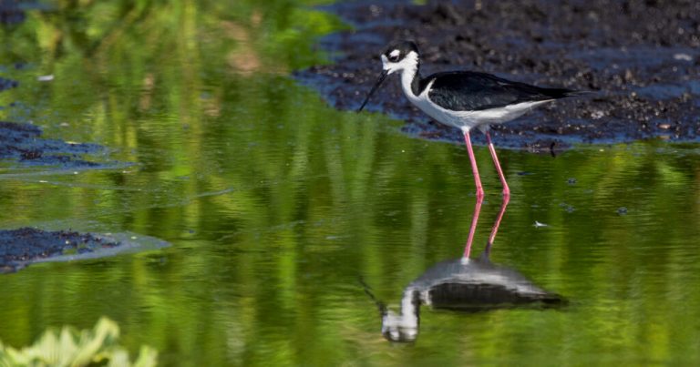 Alabama Audubon takes over management of Alabama Coastal BirdFest Alabama Audubon takes over management of Alabama Coastal BirdFest