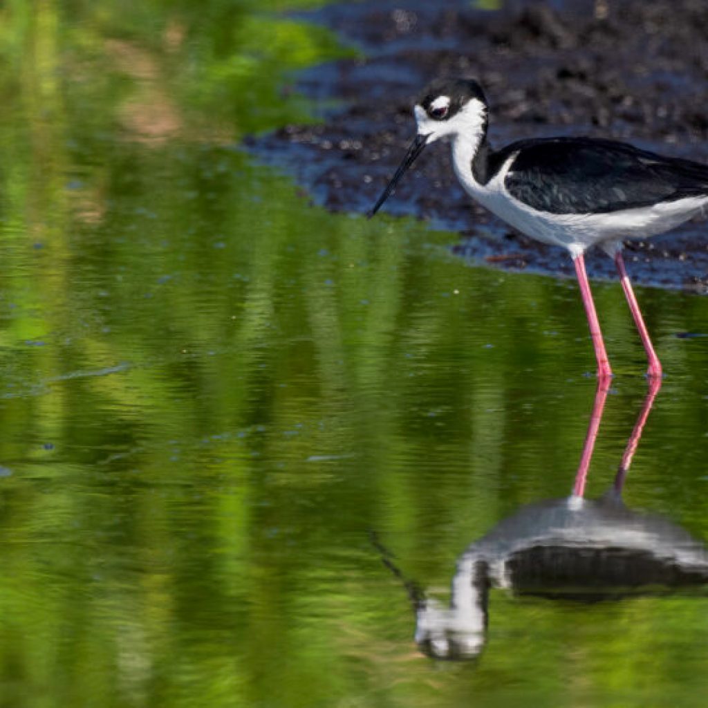 Alabama Audubon takes over management of Alabama Coastal BirdFest Alabama Audubon takes over management of Alabama Coastal BirdFest