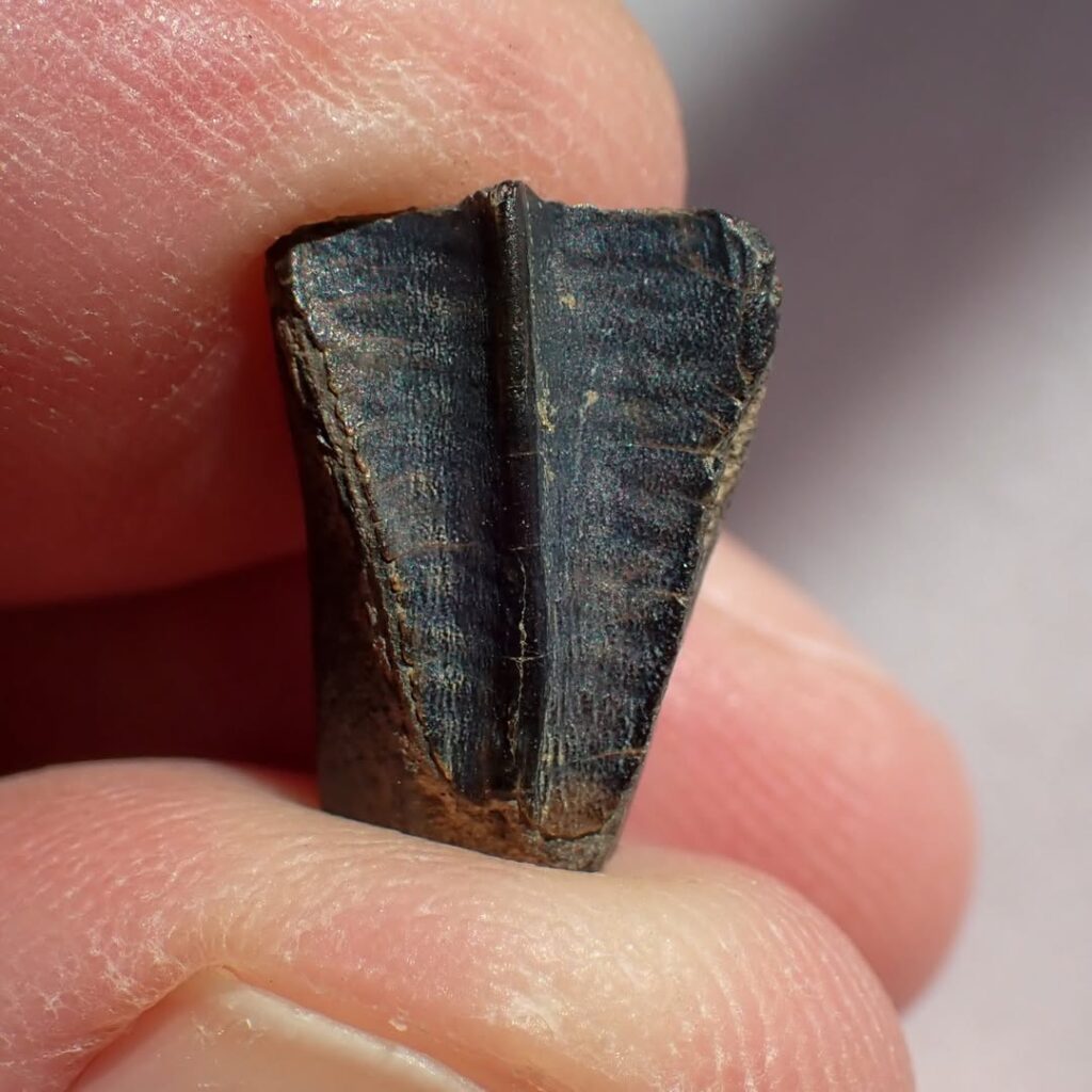 84 million-year-old fossil found in Alabama creek 84 million-year-old fossil found in Alabama creek