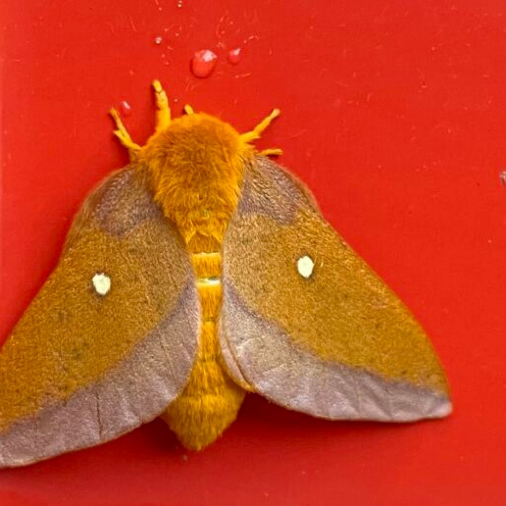 Moth Week Showdown: Which Alabama research center spotted the most? Moth Week Showdown: Which Alabama research center spotted the most?