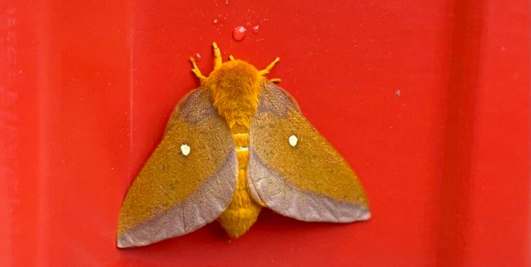 Moth Week Showdown: Which Alabama research center spotted the most? Moth Week Showdown: Which Alabama research center spotted the most?