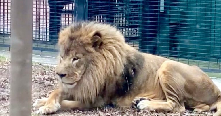 UNA says at least M needed to bring live lions back to campus UNA says at least M needed to bring live lions back to campus