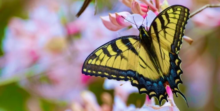 Calling all Alabamians: Join the Pollinator Count! Calling all Alabamians: Join the Pollinator Count!
