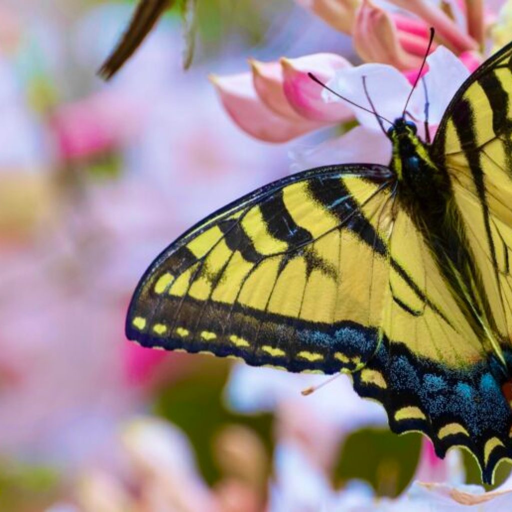 Calling all Alabamians: Join the Pollinator Count! Calling all Alabamians: Join the Pollinator Count!