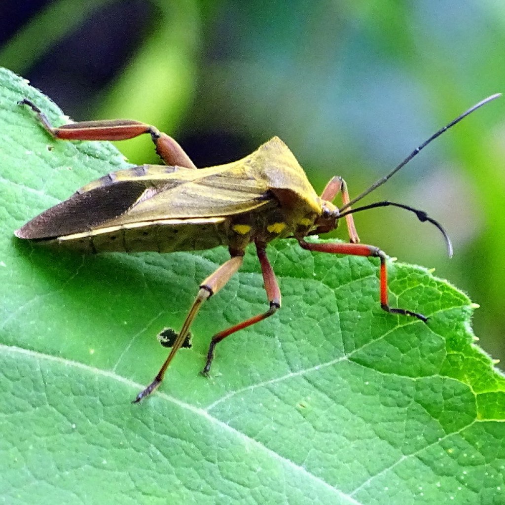 A Kissing Bug in Alabama? What it means + how to stay safe A Kissing Bug in Alabama? What it means + how to stay safe