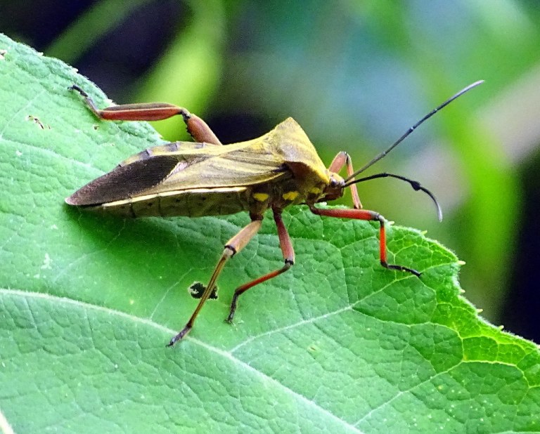 A Kissing Bug in Alabama? What it means + how to stay safe A Kissing Bug in Alabama? What it means + how to stay safe