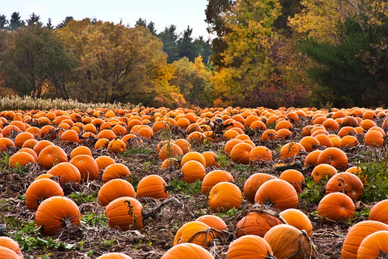 Pumpkin Patches in Alabama: 15 spots to pick your own pumpkin this Fall Pumpkin Patches in Alabama: 15 spots to pick your own pumpkin this Fall