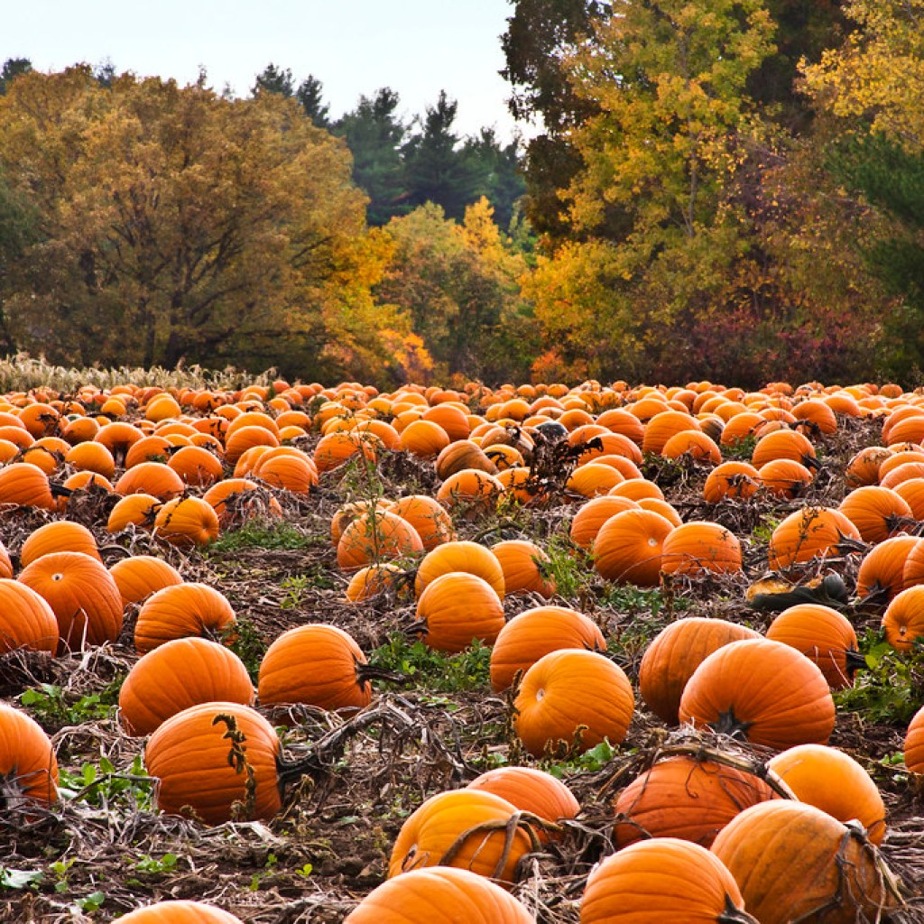 Pumpkin Patches in Alabama: 15 spots to pick your own pumpkin this Fall Pumpkin Patches in Alabama: 15 spots to pick your own pumpkin this Fall