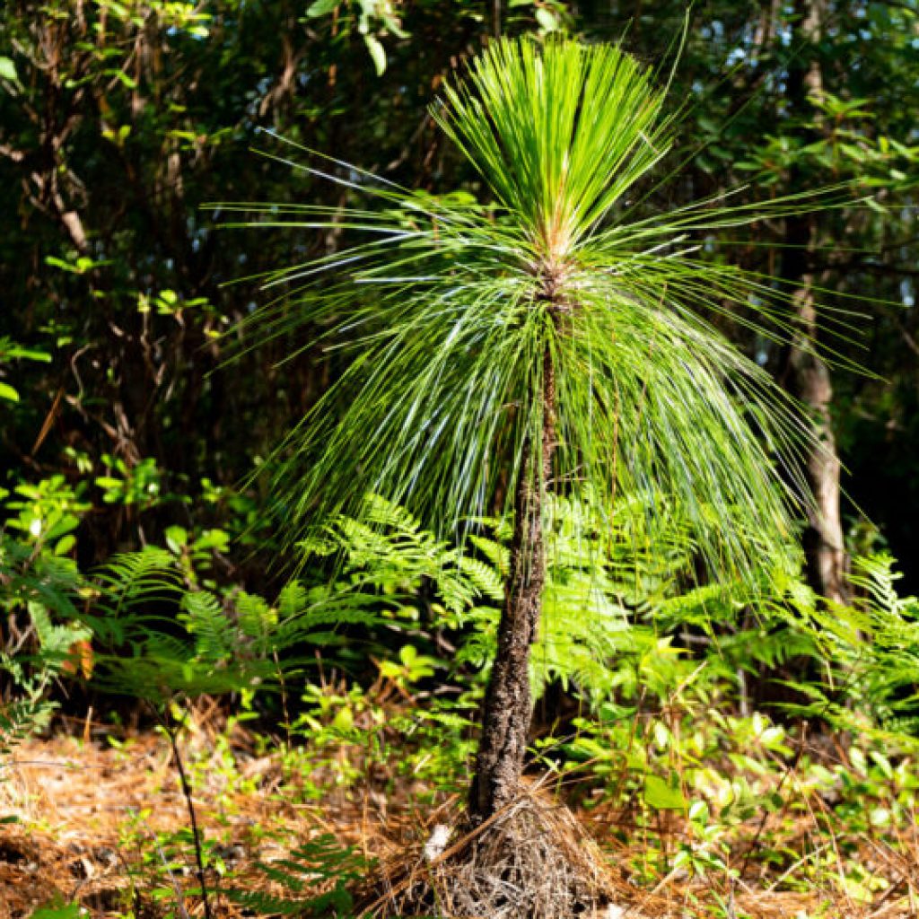 Did you know this rare Alabama forest is found nowhere else on earth? Did you know this rare Alabama forest is found nowhere else on earth?