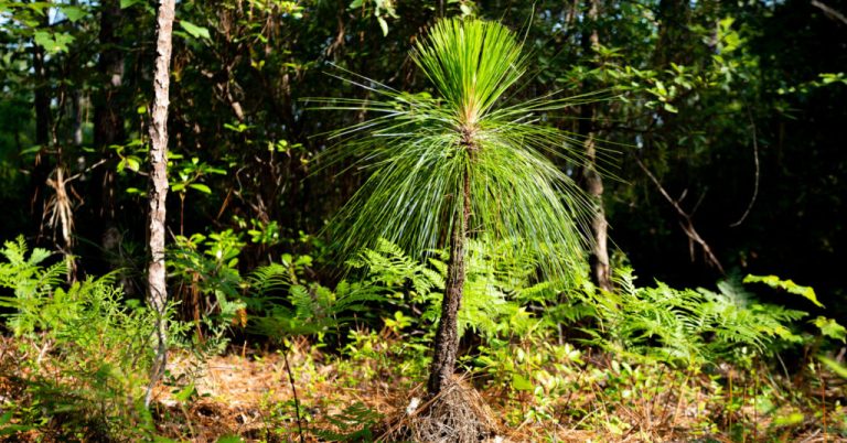 Did you know this rare Alabama forest is found nowhere else on earth? Did you know this rare Alabama forest is found nowhere else on earth?