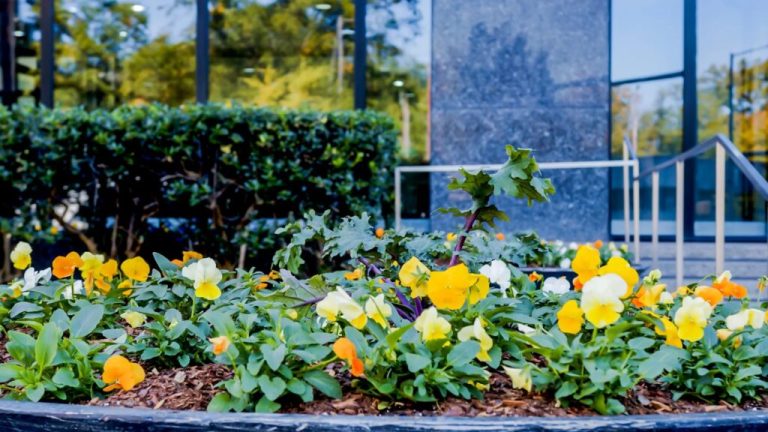 Expert tips to keep your Birmingham landscape fresh all fall + winter long Expert tips to keep your Birmingham landscape fresh all fall + winter long