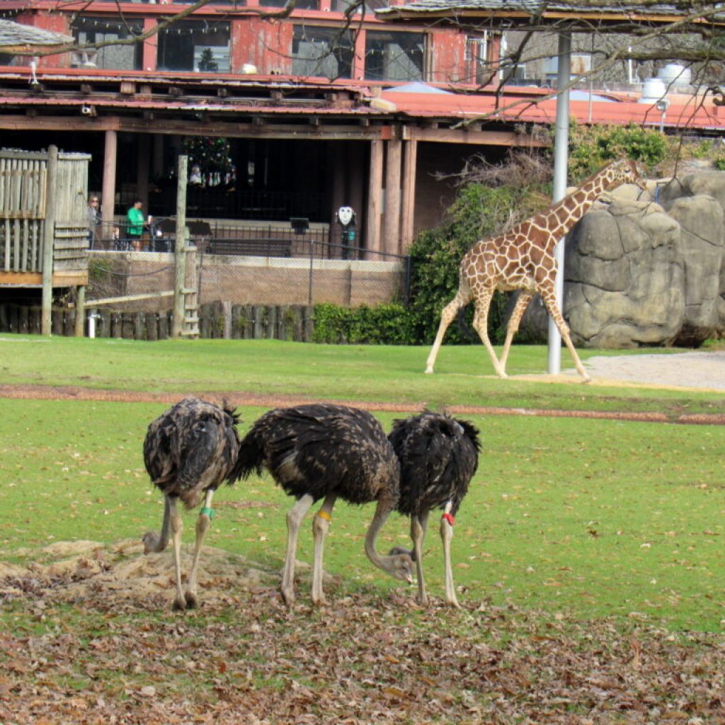 Montgomery Zoo introduces Baby Ostrich Flock —the “Beans” Montgomery Zoo introduces Baby Ostrich Flock —the “Beans”