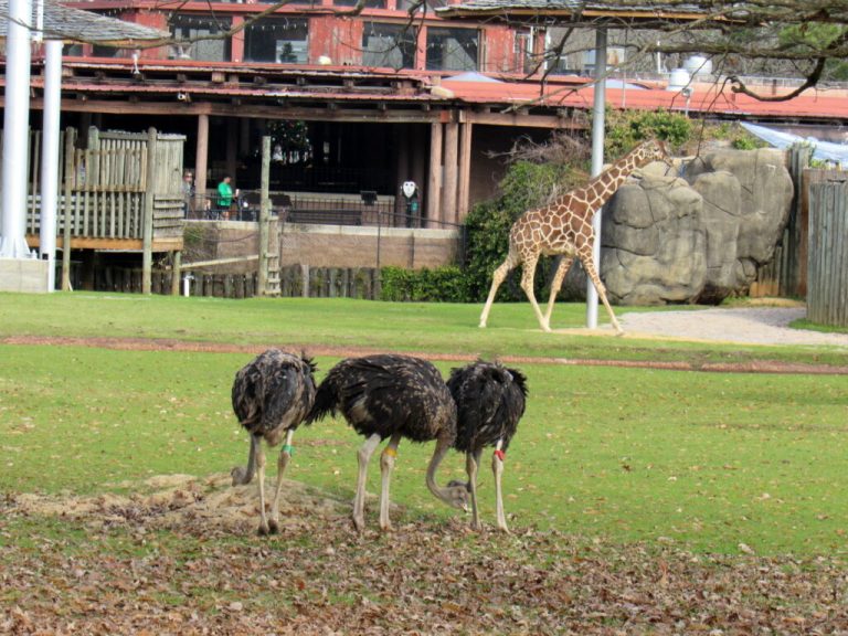 Montgomery Zoo introduces Baby Ostrich Flock —the “Beans” Montgomery Zoo introduces Baby Ostrich Flock —the “Beans”