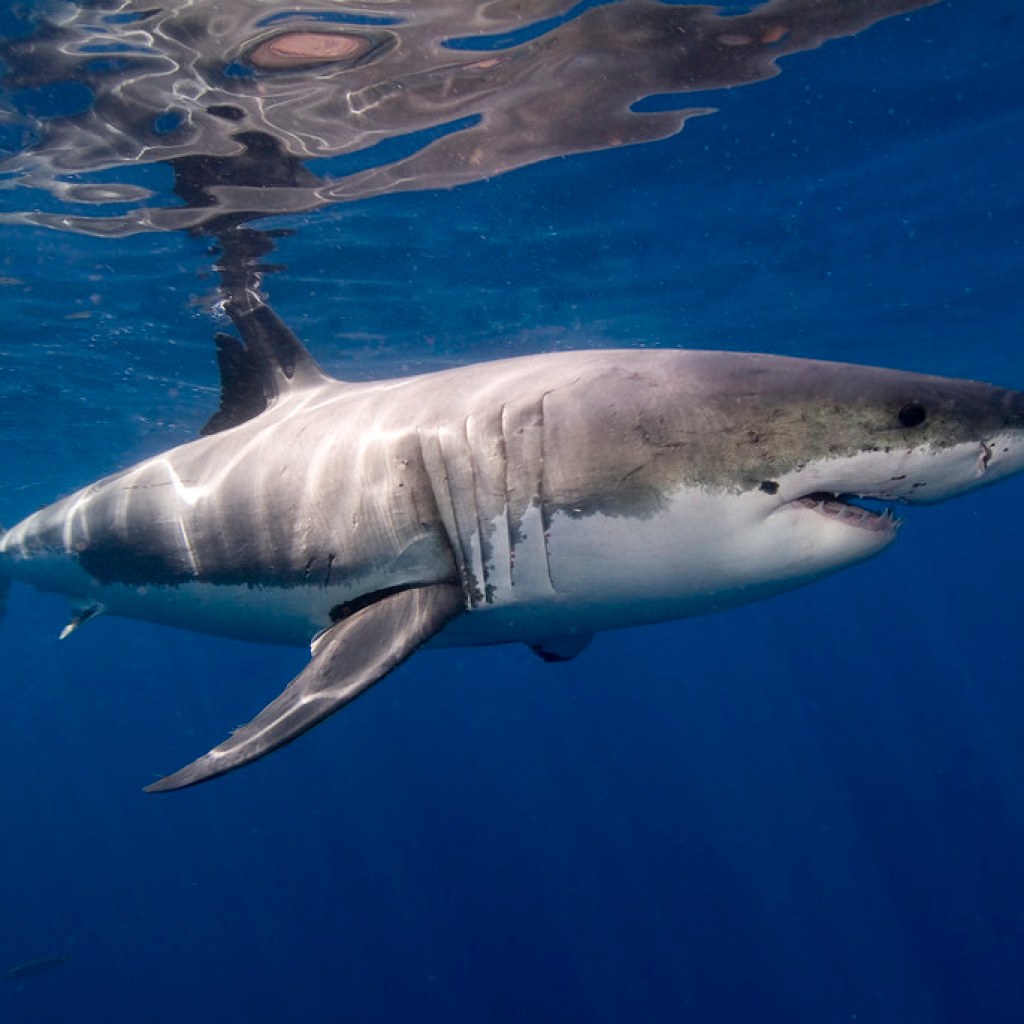 1,000-pound great white shark recorded just off Alabama coast 1,000-pound great white shark recorded just off Alabama coast