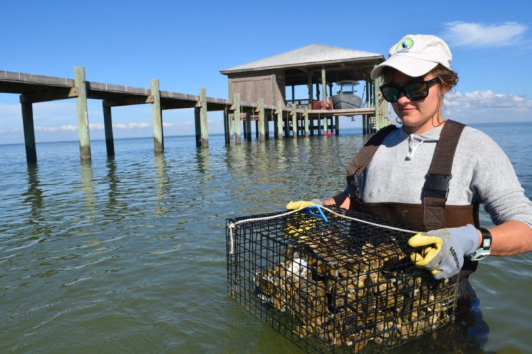 Coastal nonprofit aims to restore Mobile Bay with 5M oysters by 2028 Coastal nonprofit aims to restore Mobile Bay with 5M oysters by 2028