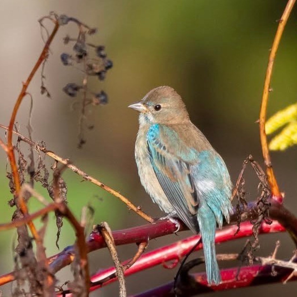 Discover Alabama’s Bird of the Year on Feb 1 Discover Alabama’s Bird of the Year on Feb 1