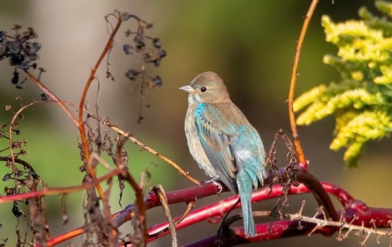 Discover Alabama’s Bird of the Year on Feb 1 Discover Alabama’s Bird of the Year on Feb 1