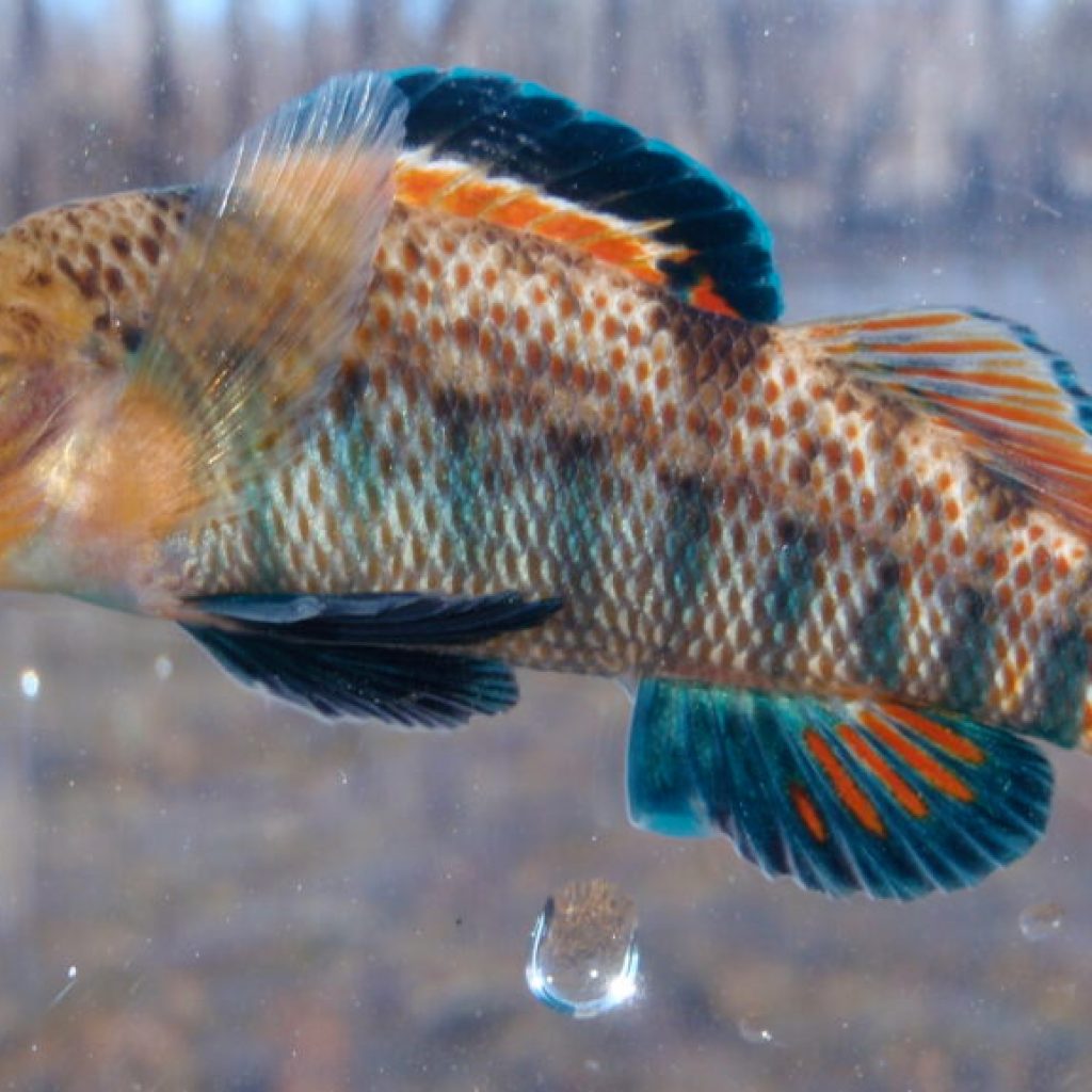 Did you know one of the world’s top fisheries programs is right here in Alabama? Did you know one of the world’s top fisheries programs is right here in Alabama?