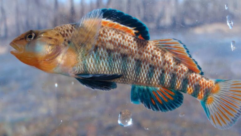 Did you know one of the world’s top fisheries programs is right here in Alabama? Did you know one of the world’s top fisheries programs is right here in Alabama?