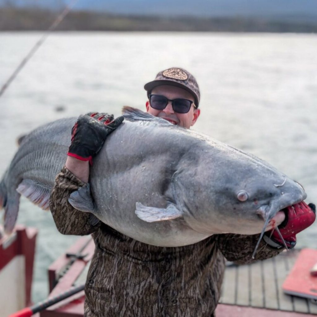 Amazing 84-pound catfish reeled in from Lake Guntersville Amazing 84-pound catfish reeled in from Lake Guntersville