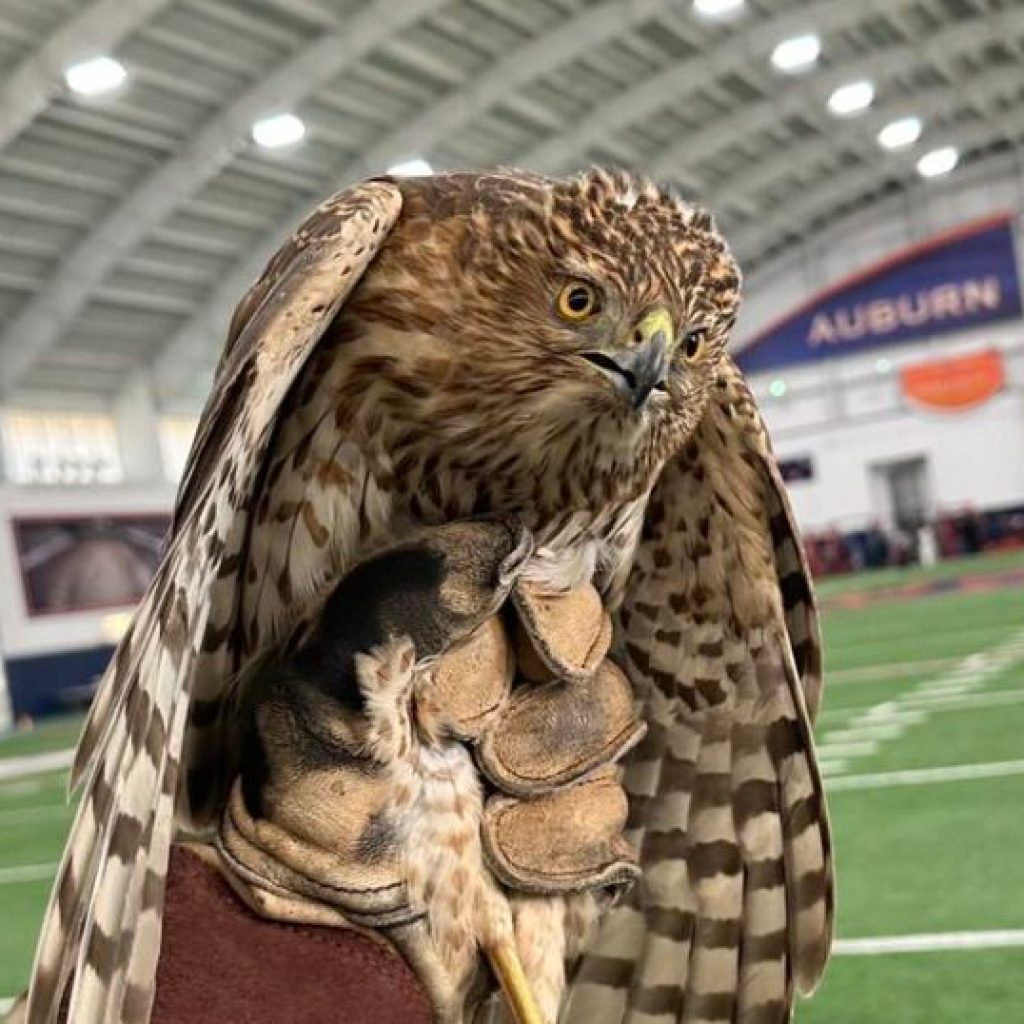 Auburn’s indoor football facility hosts unexpected visitor Auburn’s indoor football facility hosts unexpected visitor