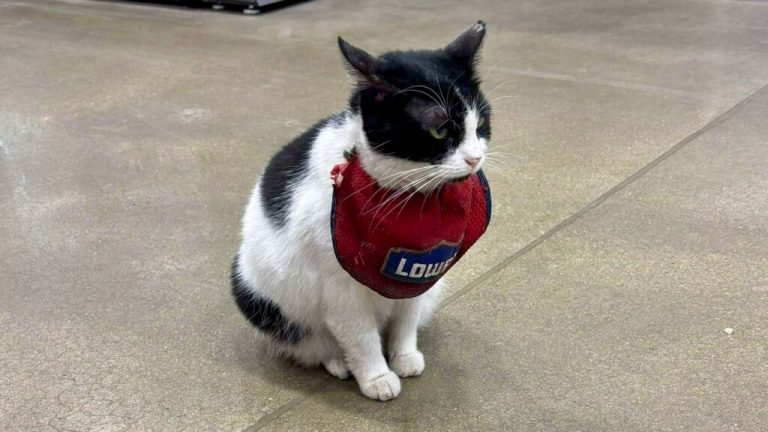 Gadsden city council names a day in honor of beloved Lowe’s ‘Mama Cat’ Gadsden city council names a day in honor of beloved Lowe’s ‘Mama Cat’