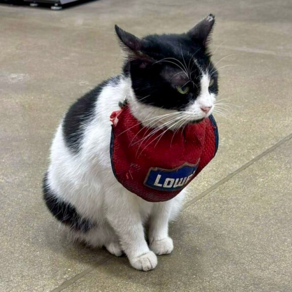 Gadsden city council names a day in honor of beloved Lowe’s ‘Mama Cat’ Gadsden city council names a day in honor of beloved Lowe’s ‘Mama Cat’