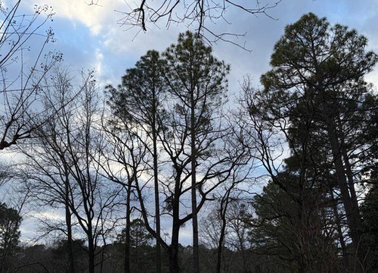 How January’s cold temperatures compare to historic lows in Alabama How January’s cold temperatures compare to historic lows in Alabama