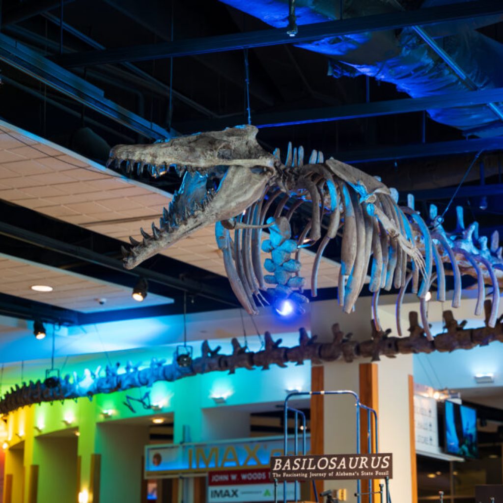 Alabama’s Basilosaurus: How you can see this massive prehistoric whale Alabama’s Basilosaurus: How you can see this massive prehistoric whale