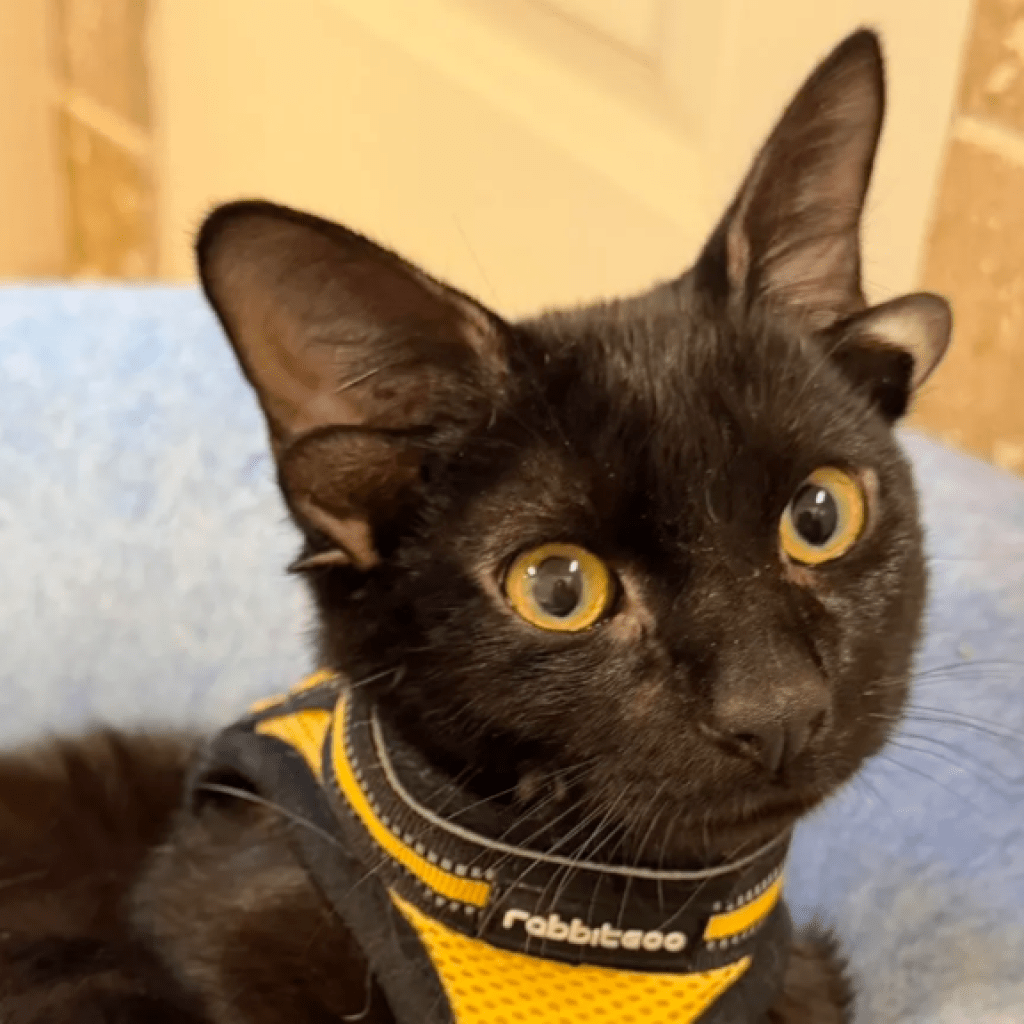 Alabama kitten with rare genetic mutation attracts national attention Alabama kitten with rare genetic mutation attracts national attention