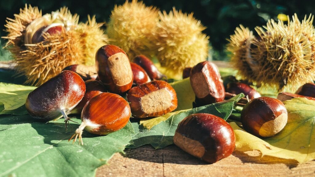 American chestnut could make a comeback thanks to Alabama research