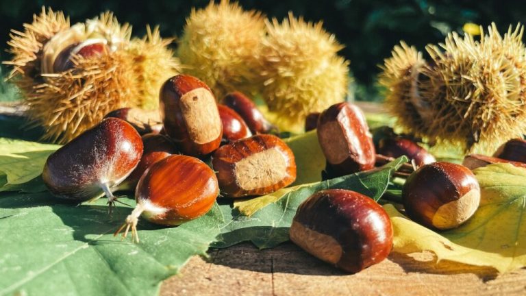 American chestnut could make a comeback thanks to Alabama research American chestnut could make a comeback thanks to Alabama research