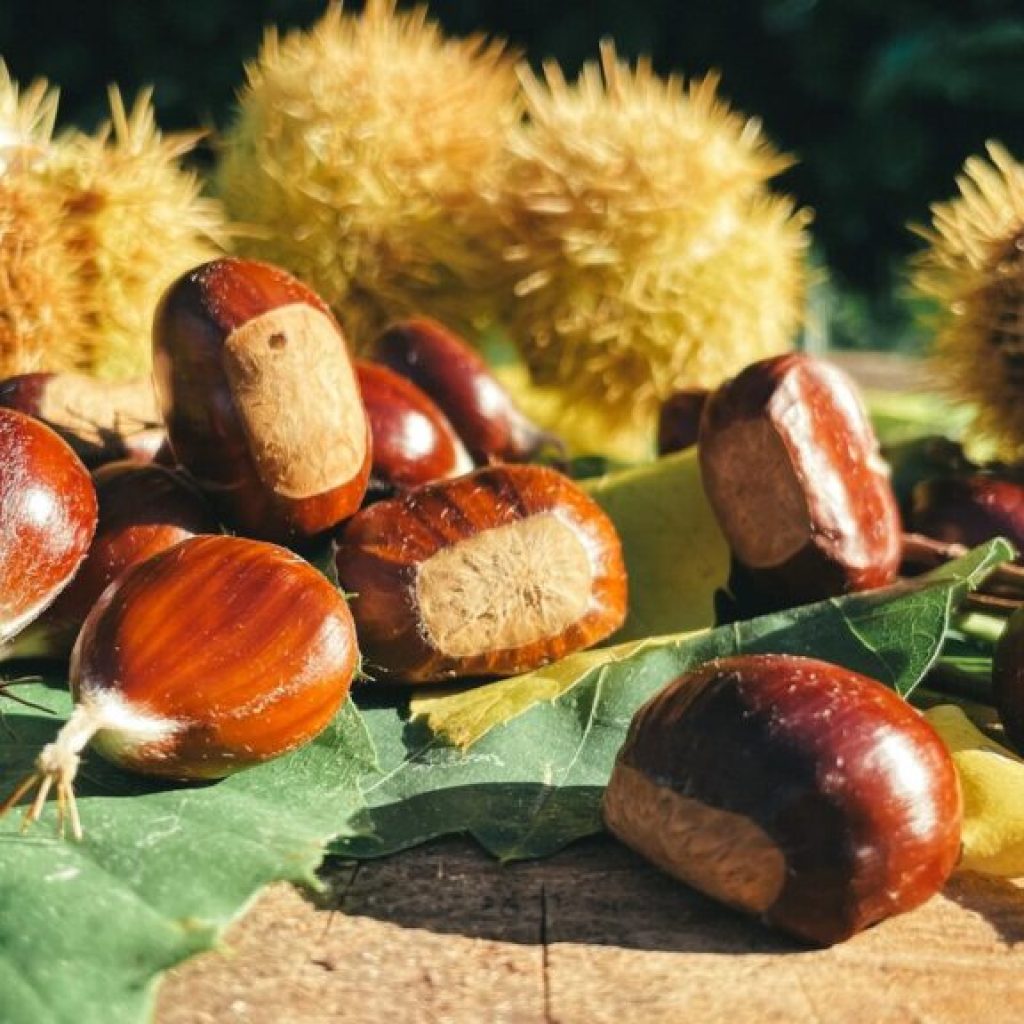 American chestnut could make a comeback thanks to Alabama research American chestnut could make a comeback thanks to Alabama research