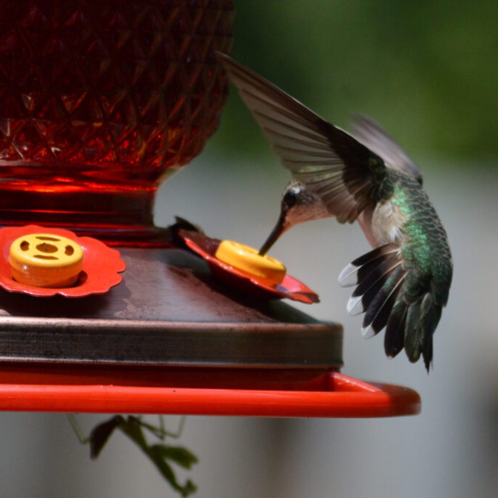 Hummingbirds set for seasonal return to Alabama in March Hummingbirds set for seasonal return to Alabama in March