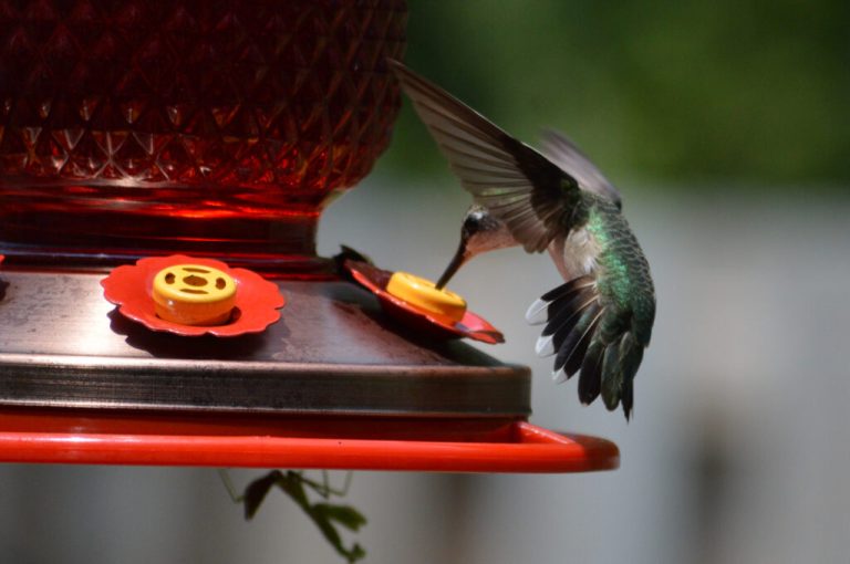Hummingbirds set for seasonal return to Alabama in March Hummingbirds set for seasonal return to Alabama in March