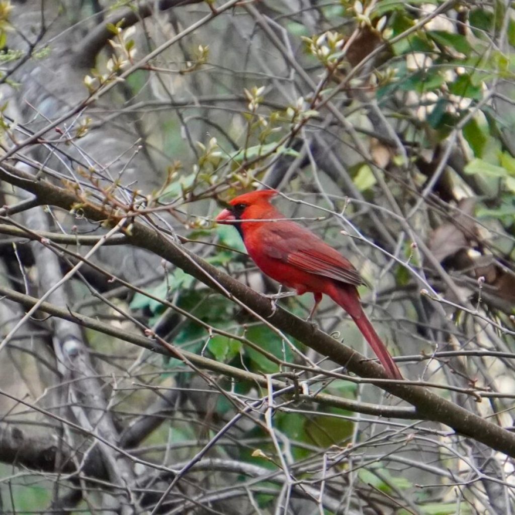 How a national bird shortage is impacting Alabama + what is being done to help How a national bird shortage is impacting Alabama + what is being done to help