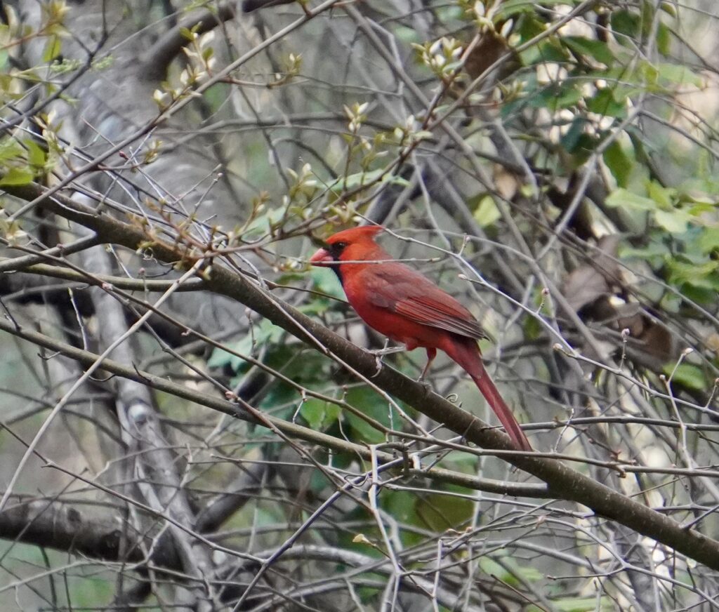 How a national bird shortage is impacting Alabama + what is being done to help