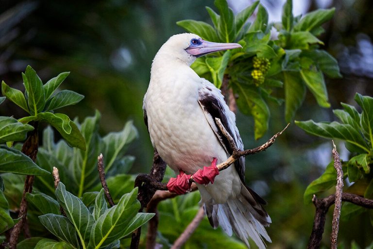 Rare sighting of tropical seabird reported near Lake Martin Rare sighting of tropical seabird reported near Lake Martin