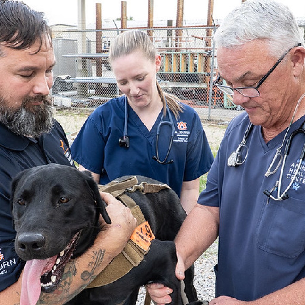 How Auburn’s new animal rescue team meets a critical need in disaster response How Auburn’s new animal rescue team meets a critical need in disaster response