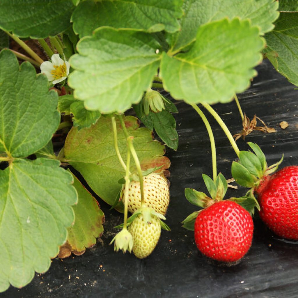 10 u-pick strawberry farms in Alabama to visit this season 10 u-pick strawberry farms in Alabama to visit this season