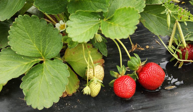 10 u-pick strawberry farms in Alabama to visit this season 10 u-pick strawberry farms in Alabama to visit this season